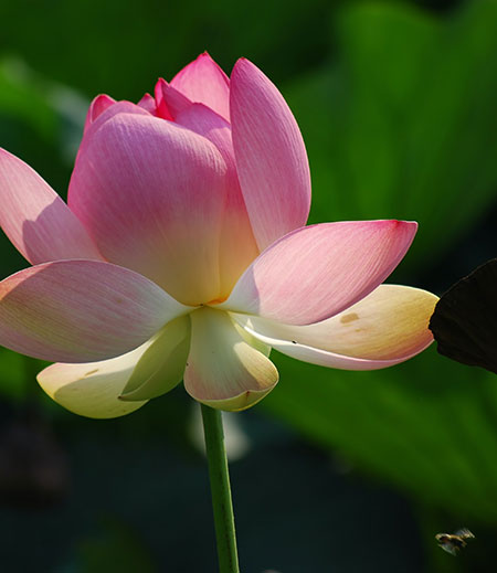 lotus bloom